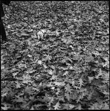 A woman walked her dog over a carpet of fallen leaves in Central Park